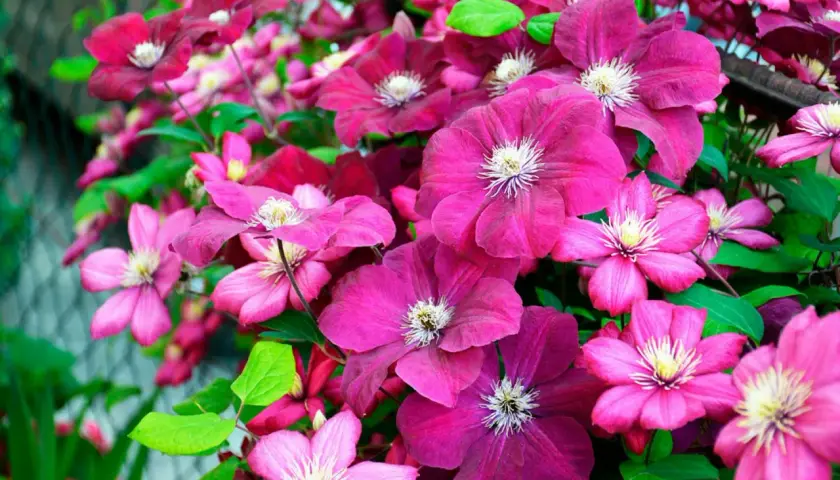 En frodig klematis spaljé med blommor i olika nyanser av rosa och lila.