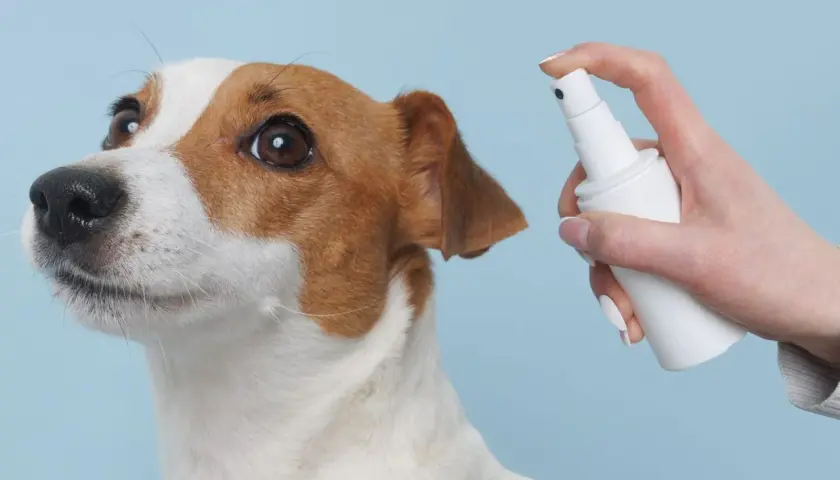 Piesek Jack Russell Terrier z zaciekawieniem patrzy na białą buteleczkę z atomizerem. Dłoń trzyma octenisept dla psa, gotowa do użycia.