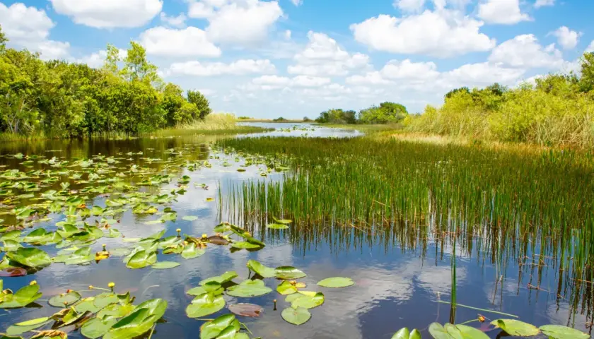 Ein ruhiger Fluss mit Seerosen und Schilf im Everglades Nationalpark, Florida. Der Himmel spiegelt sich im Wasser.