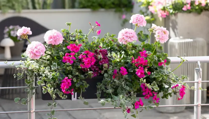 Kwiaty w skrzynce na balustradzie: różowe pelargonie i biała pelargonia, z zielonymi liśćmi i zwisającymi pnączami.