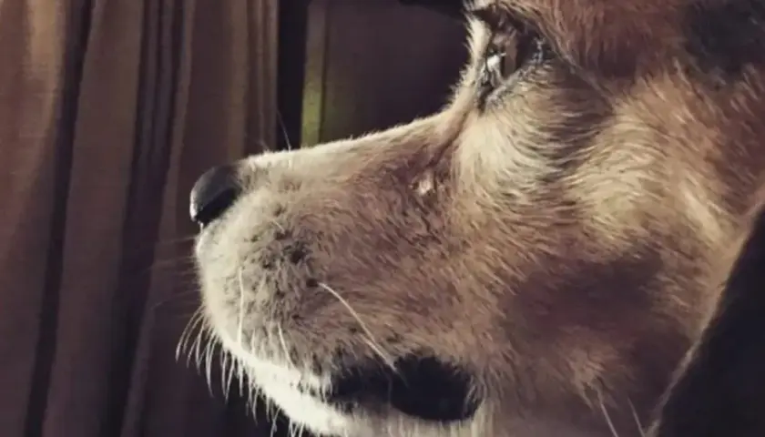 Primer plano de un beagle con pelaje marrón y blanco, mirando fijamente. A veces, los perros lloran por tristeza.