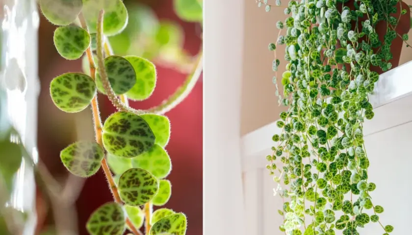 Peperomia prostrata, roślina o okrągłych liściach przypominających skorupy żółwi, tworzy kaskady zieleni.