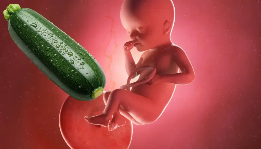 Feto di 25 settimane di gravidanza, circa 6 mesi, accanto a una zucchina.