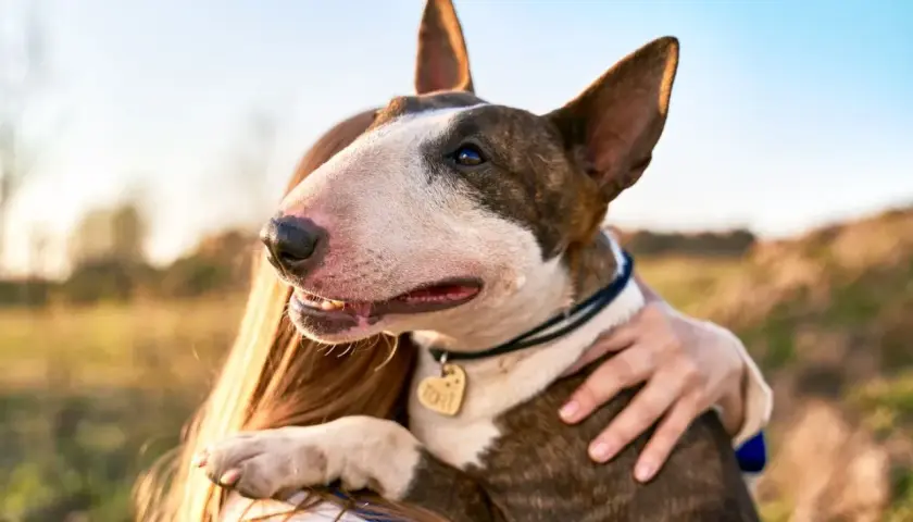 Bull terrier, pies o groźnym wyglądzie, przytula się do swojej pani.