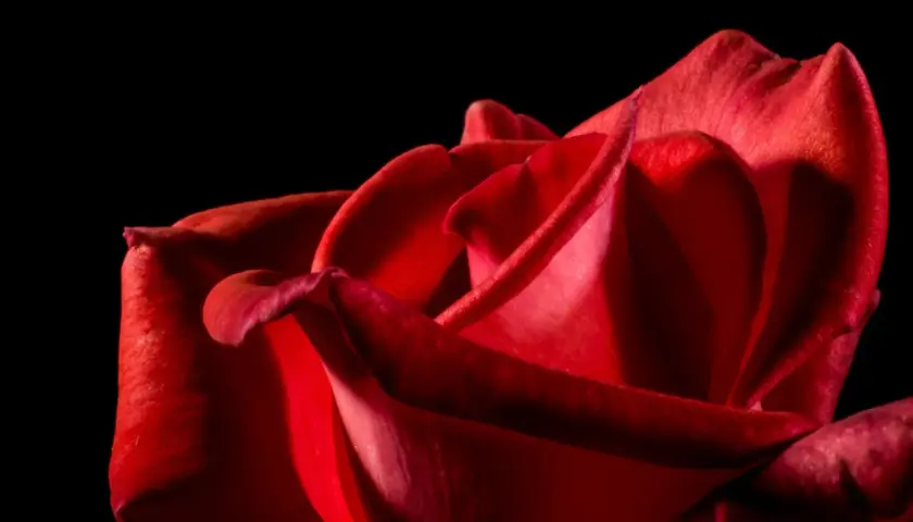 Un primer plano de una rosa roja, sus pétalos aterciopelados invitan a soñar con rosas rojas y la pasión que representan.