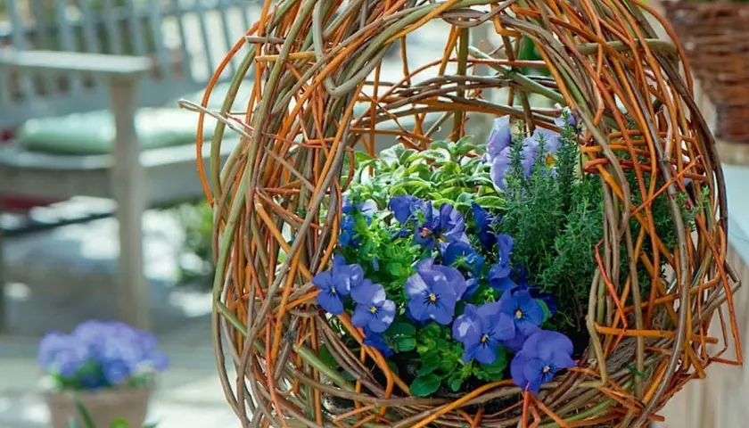Eine selbstgemachte blumenampel aus Weidenzweigen, gefüllt mit blauen Stiefmütterchen und Kräutern.