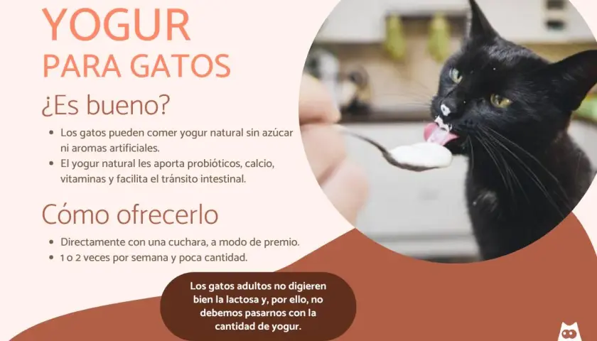 Un gato negro disfruta de yogur natural de una cuchara. Los gatos pueden comer yogur sin azúcar, es bueno para ellos.