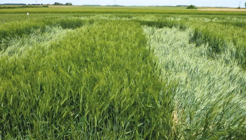 Champ d'orge d'hiver verdoyant, avec des variations de couleur et de densité dues aux conditions de croissance.