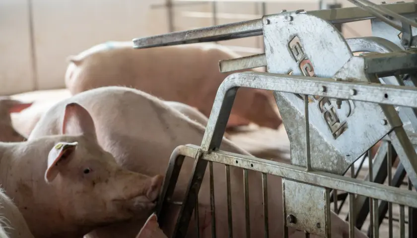 Plusieurs cochons roses dans un enclos, certains en gestation, près d'un distributeur d'aliments métallique.