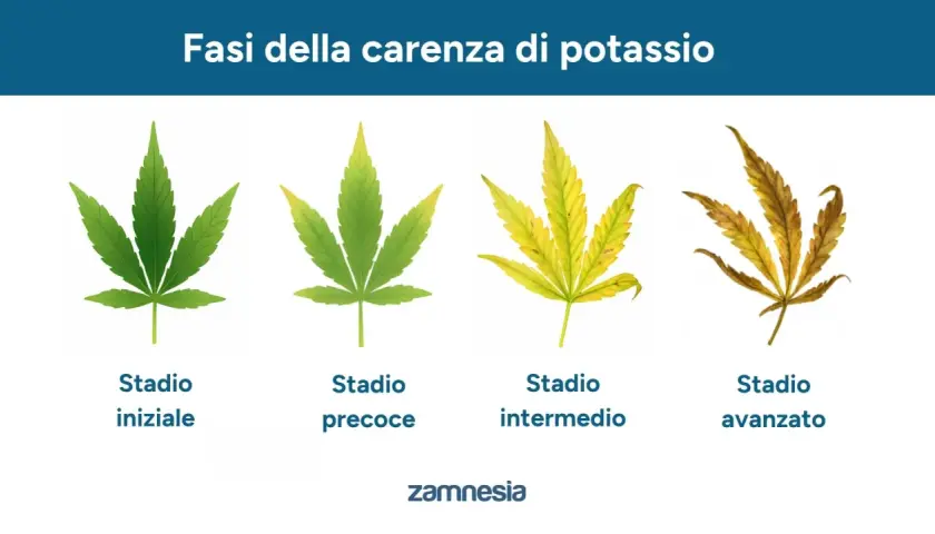 Fasi della carenza di potassio nelle piante: da foglia verde a ingiallimento e necrosi.