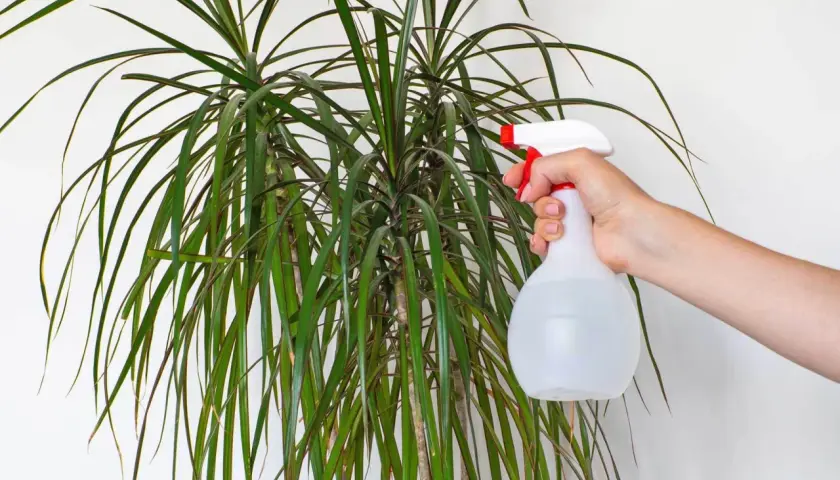 Eine Hand sprüht Wasser auf die langen, grünen Blätter einer Dracaena marginata.
