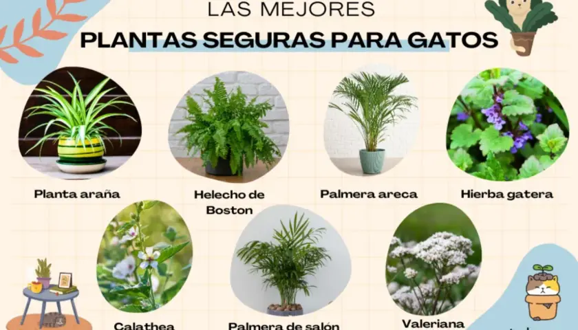 Plantas seguras para gatos: planta araña, helecho de Boston, palmera areca, hierba gatera, calathea, palmera de salón y valeriana. ¡Cuidado! el helecho es tóxico para los gatos.