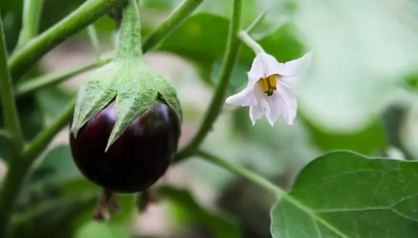 Piccolo frutto di melanzana viola con un fiore bianco accanto. Speriamo che gli afidi melanzane non attacchino presto.