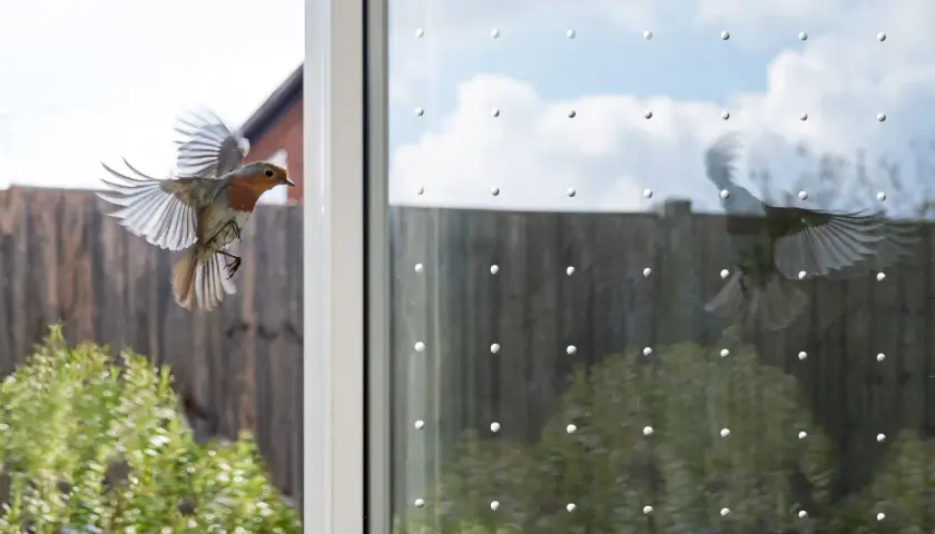 Ein Rotkehlchen fliegt auf ein Fenster zu, das mit Punkten für Vogelschutz versehen ist. Eine einfache Lösung, um Vogelschlag zu vermeiden.