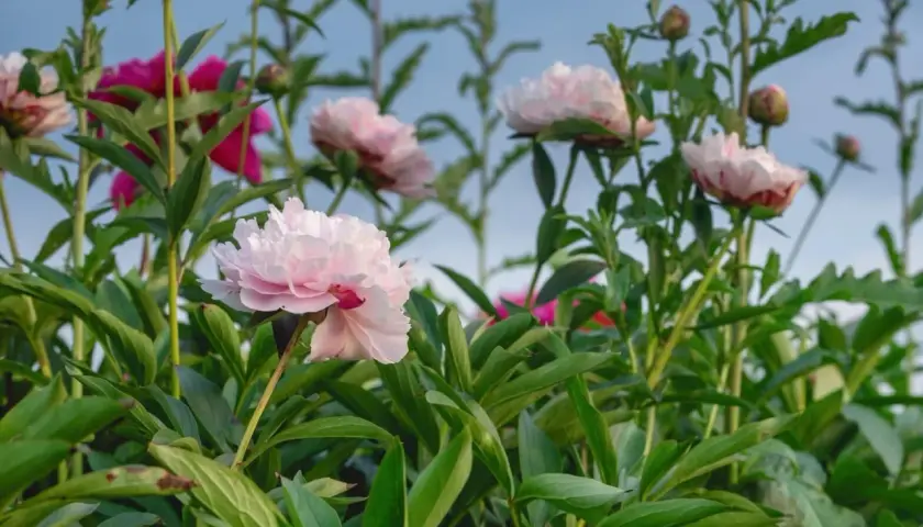 Pivoines roses et fuchsia épanouies, annonçant la belle saison. Leurs pétales délicats se déploient sous un ciel bleu clair.