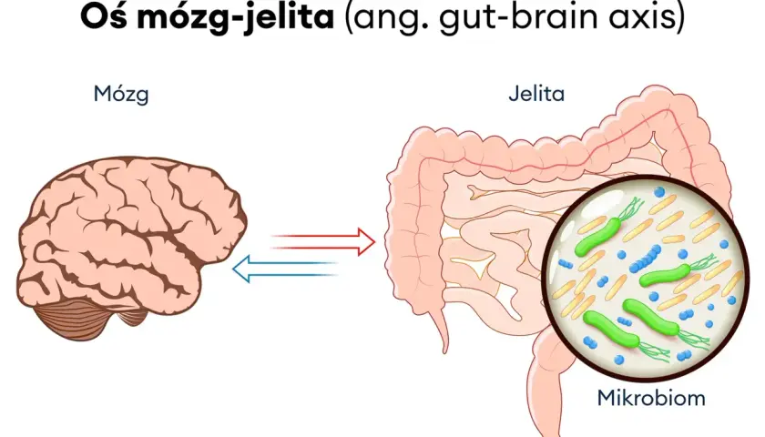 Oś mózg-jelita ilustruje połączenie między mózgiem a jelitami, gdzie mikrobiom jelitowy odgrywa rolę w rozwoju zespołu jelita drażliwego.