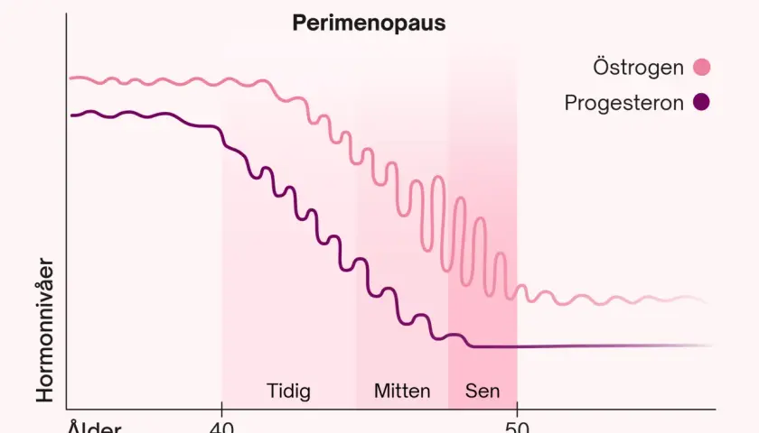 Graf över hormonförändringar under perimenopausen. Östrogen och progesteron sjunker gradvis, vilket kan leda till att man blev gravid i klimakteriet.