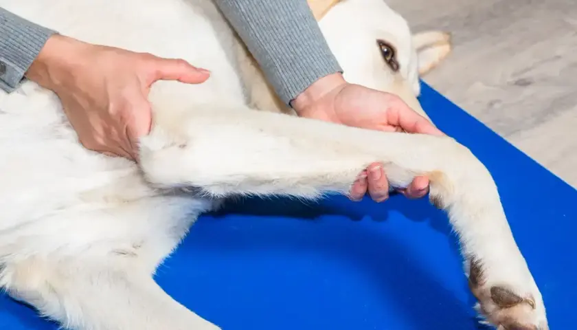 Fizjoterapeuta delikatnie masuje łapę psa, wykonując **librelę dla psa**. Zwierzę leży spokojnie na niebieskiej macie.