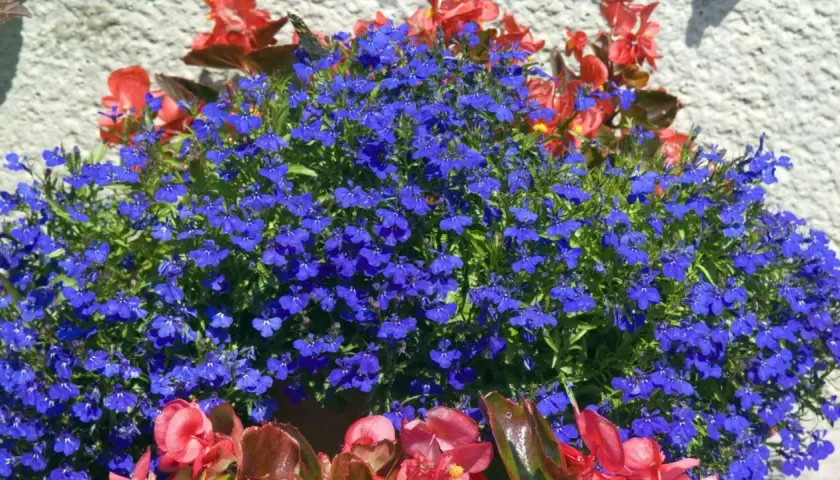 Blaue Lobelien und rote Begonien blühen üppig. Perfekt, welche Blumen im Juli pflanzen, um diesen Anblick zu genießen!
