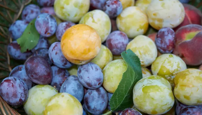 Un panier débordant de différents types de pruniers : des bleues foncées, des jaunes dorées et des vertes pâles, avec quelques pêches rouges.