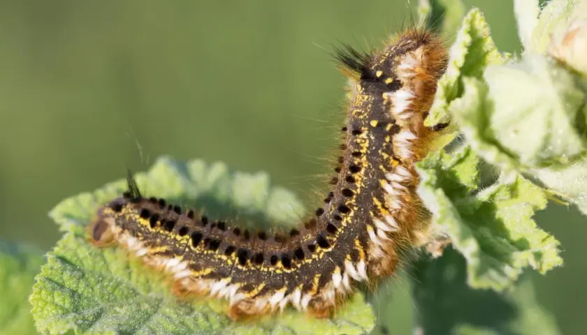 Eine behaarte Raupe mit gelben und schwarzen Flecken frisst an einem grünen Blatt. Hilfreich für das Bestimmen von Raupen.