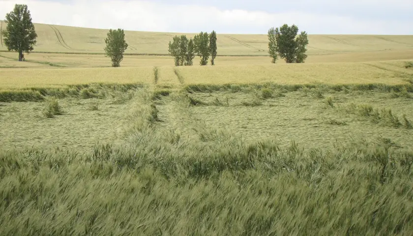 Champ de blé verdoyant, traversé par un chemin. La tige de verse, signe d'un vent fort, a couché une partie des épis.