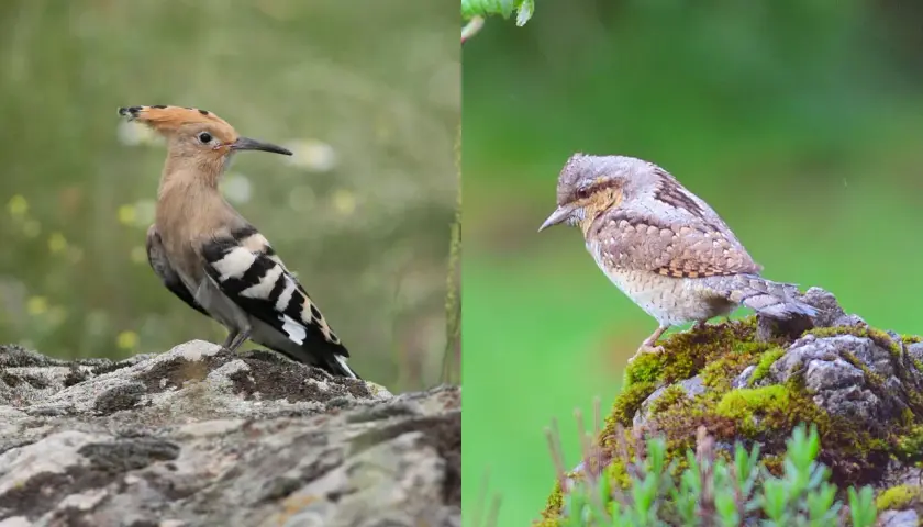 Ein Wiedehopf mit seiner charakteristischen Haube sitzt auf einem Stein. Daneben ein anderer Vogel, der sich tarnt.