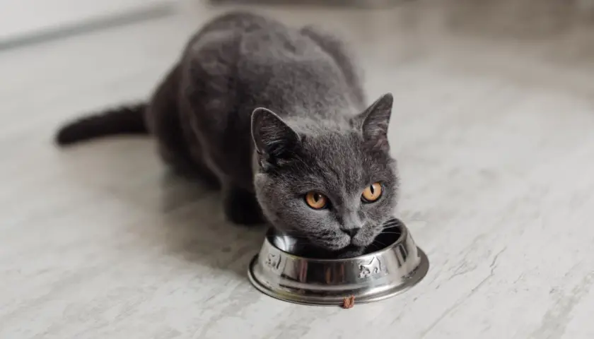 Graue Katze frisst aus Napf. Vielleicht ist das selbstgemachtes Katzenfutter, das sie so genießt.