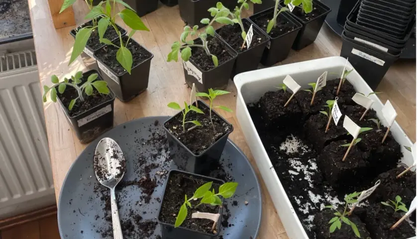 Junge Chili-Pflanzen und Tomaten werden in kleinen Töpfen vorgezogen. Die ersten Blätter sind sichtbar, bereit für die Sonne.