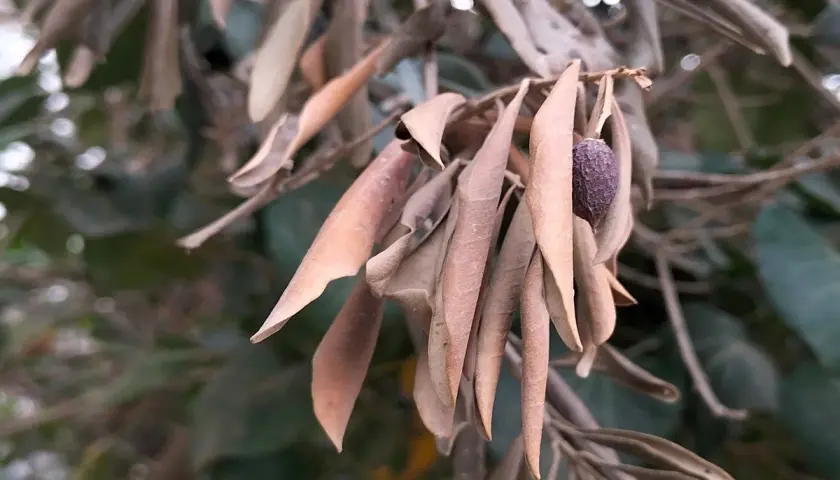 Ramo di ulivo con foglie secche e un'oliva appassita, forse sintomo di malattie del tronco o della corteccia.