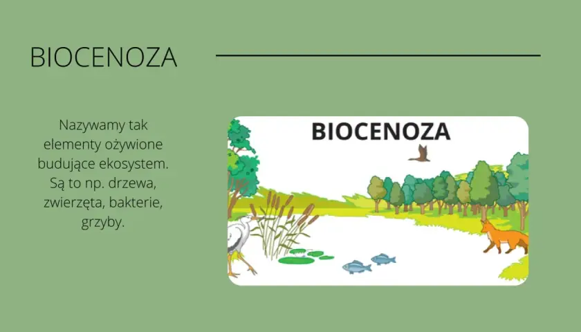  Co to jest ekosystem? Definicja i czym się charakteryzuje ten układ przyrodniczy