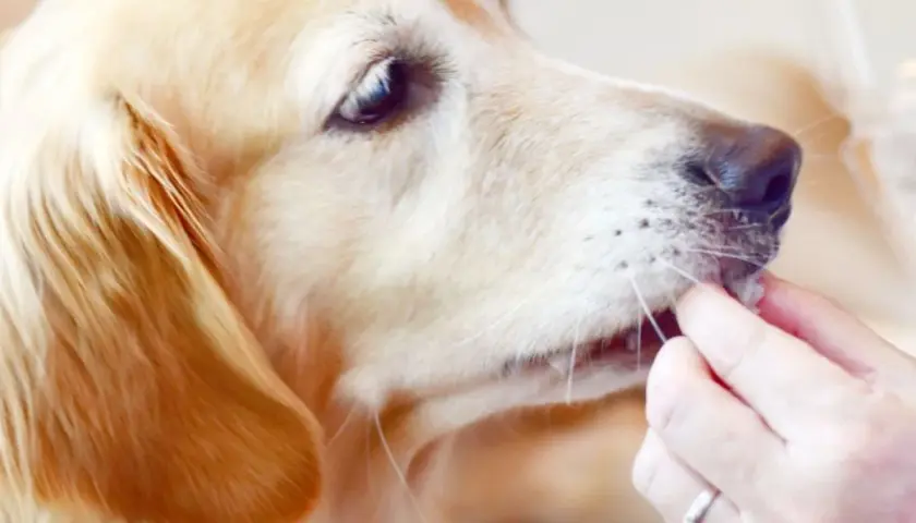 Złoty retriever dostaje smakołyk. Czy to ryż czy kasza dla psa?