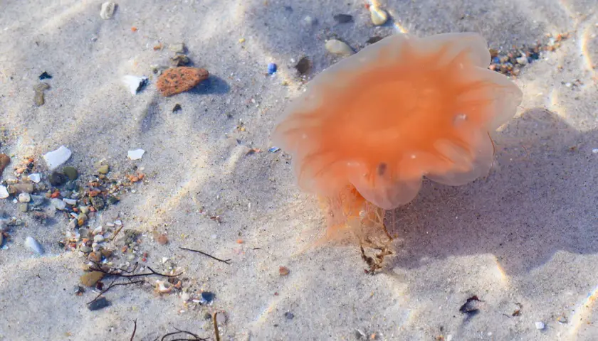 Orange Feuerqualle liegt am Sandstrand. Vorsicht vor einer Feuerqualle Verletzung, ihre Tentakel können brennen.
