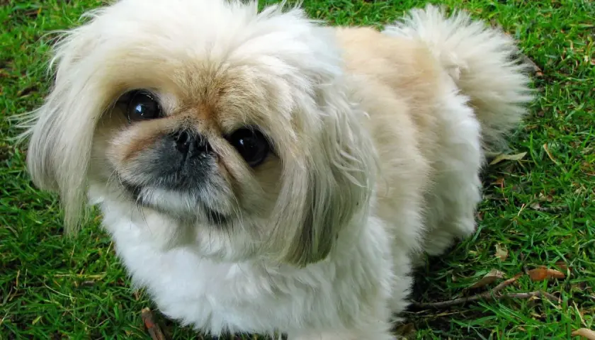 Un pekinés, una de las razas de perros chinos y japoneses, con su pelaje largo y ojos oscuros, mira atentamente sobre el césped verde.