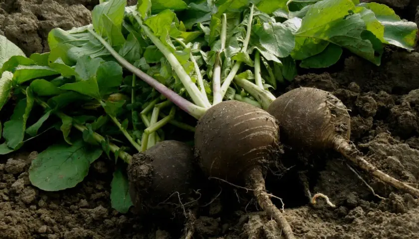 Świeżo wykopana czarna rzepa z zielonymi liśćmi leży na ziemi.