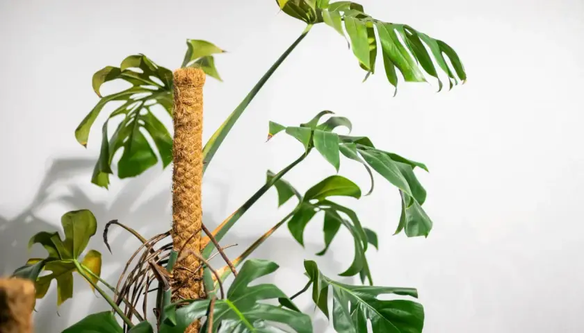 Duża, zielona monstera pnąca wspiera się na słupku z włókna kokosowego. Jej charakterystyczne, powcinane liście tworzą bujną kaskadę.