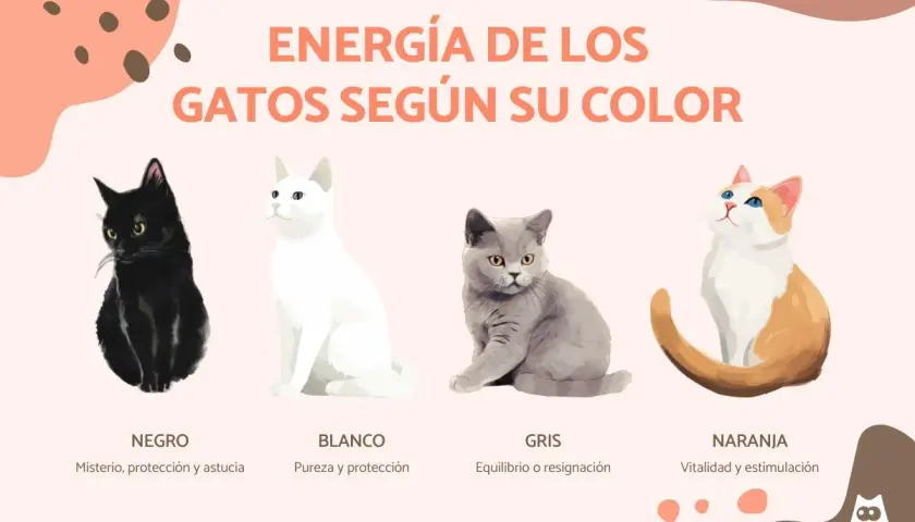 Un gato negro misterioso, uno blanco puro, un gris sereno y un naranja vital, mostrando la energía de los gatos según su color.