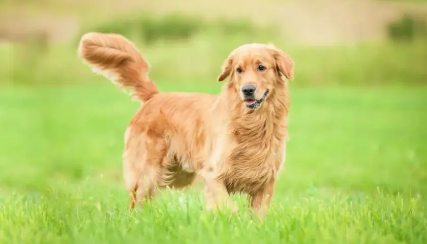 Ile lat żyje golden retriever? Fakty o ich długości życia i zdrowiu
