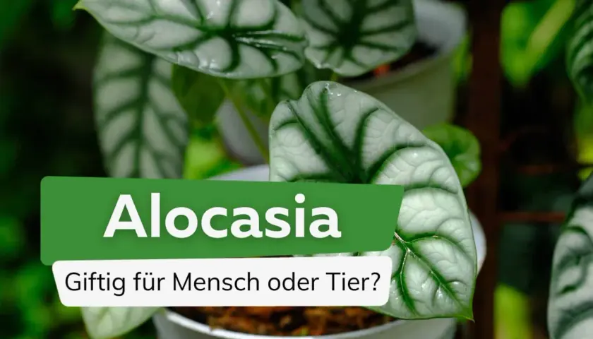 Alocasia-Blätter, die an die Muster auf dem Fell einer Katze erinnern, mit der Frage: Giftig für Mensch oder Tier?