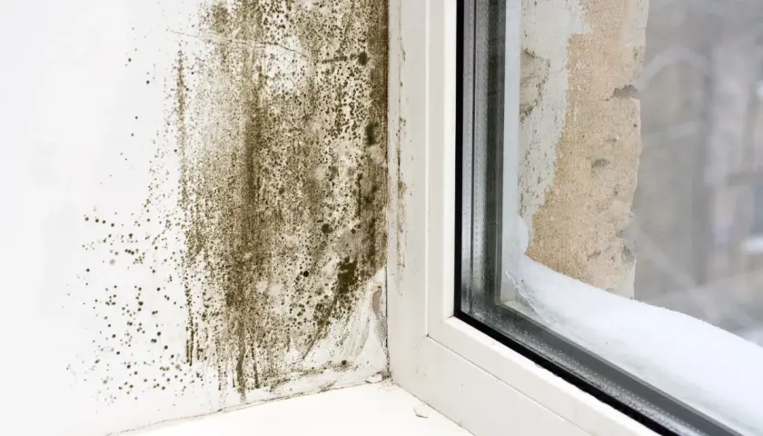 Moisissure sur un mur près d'une fenêtre, signe d'un taux d'humidité élevé dans l'appartement.