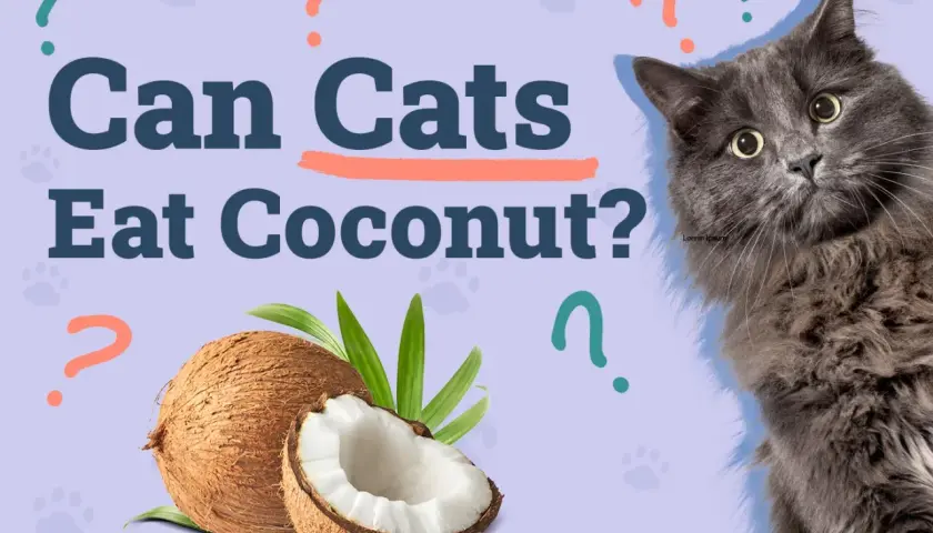 A fluffy gray cat looks at the camera, surrounded by question marks. Coconuts are shown, prompting the question: can cats have coconut?