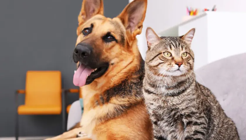 Un perro pastor alemán y un gato atigrado sentados juntos, mostrando la diversidad de que son los perros y sus amigos felinos.