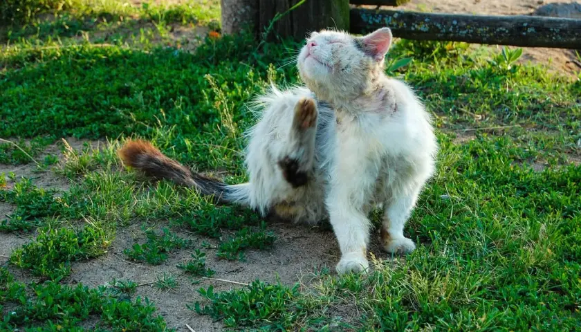 Puszysty kot z syndromem Downa drapieżnie się drapie, siedząc na trawie.