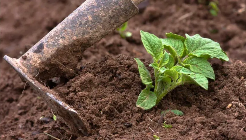 Attrezzo da giardinaggio usato per rincalzare le patate, con una giovane piantina verde che spunta dal terreno fertile.
