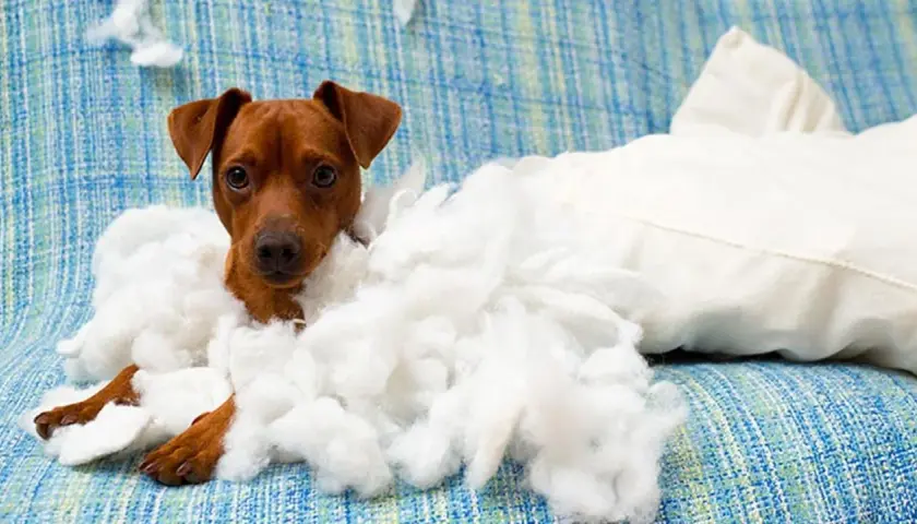 Un perrito marrón, rodeado de relleno de almohada, mira con ojos tristes. Parece que los perros echan de menos a sus dueños cuando están solos.