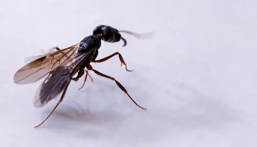 Formica alata in volo. Le formiche sono fondamentali per l'ecosistema, aiutano a disperdere semi e a decomporre materia organica.
