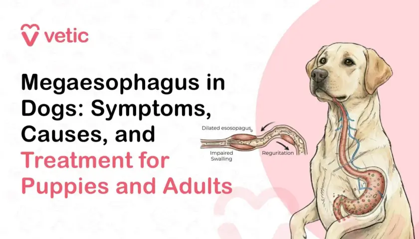 Illustration showing a dog with megaesophagus, a condition causing dilated esophagus and impaired swallowing, leading to regurgitation.