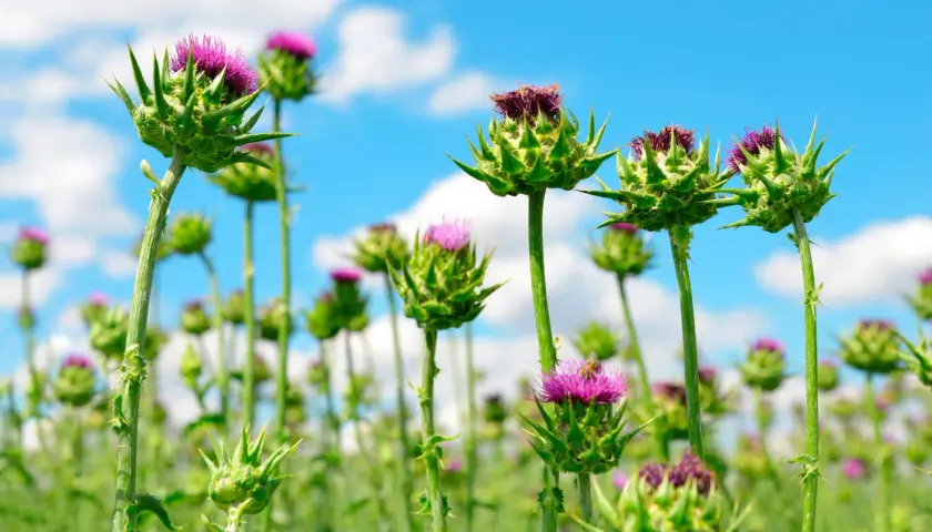 Un campo di cardo fiore sotto un cielo azzurro con nuvole bianche. I fiori viola spuntano da boccioli verdi e spinosi.