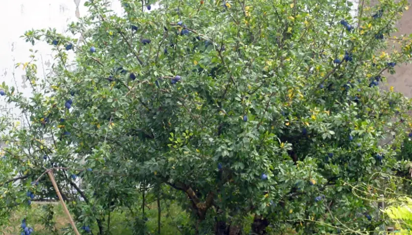 Arbre fruitier chargé de prunes bleues, prêt pour la récolte. Quand tailler les pruniers ? Après la récolte, idéalement.