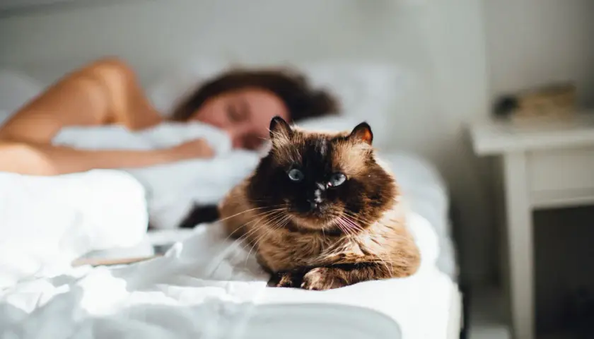 Ein flauschiger, brauner Kater mit blauen Augen liegt auf einem weißen Bett, während eine Person im Hintergrund schläft. Hoffentlich pinkelt die Katze nicht ins Bett!